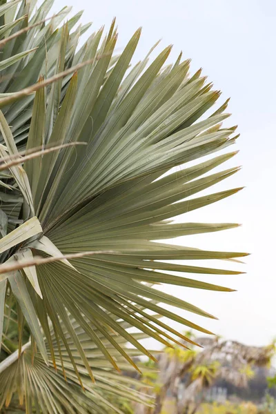 Большая Пальмовая Ветвь Бисмарка — стоковое фото