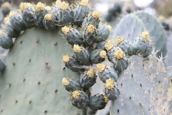 Berberitzenfeige Oder Kaktus Aus Nächster Nähe — Stockfoto