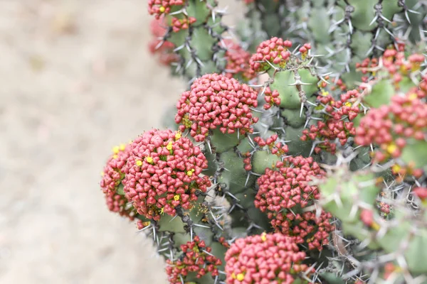 Resina Spurge Coberto Cápsulas Sementes — Fotografia de Stock