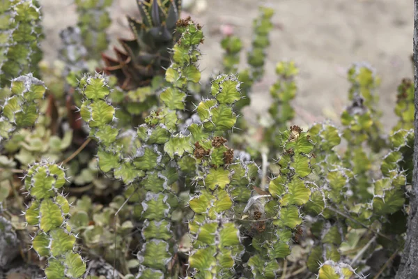 Grupa Małych Kaktusów Kandelabry — Zdjęcie stockowe