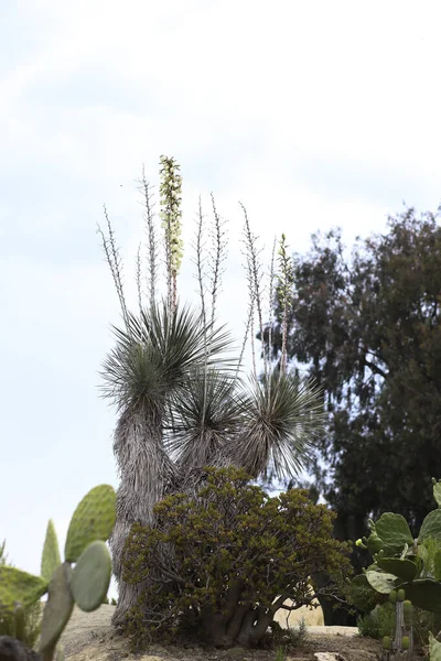 Soap Tree Yucca, Jade plant, prickly pear, and eucalyptus