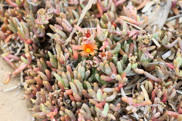 Mesemb Cobre Con Una Flor Color Naranja Brillante Amarillo — Foto de Stock