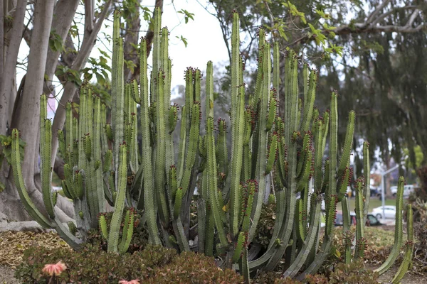 Eine Große Gruppe Von Orgelpfeifenkakteen Mit Kleinen Roten Blüten — Stockfoto