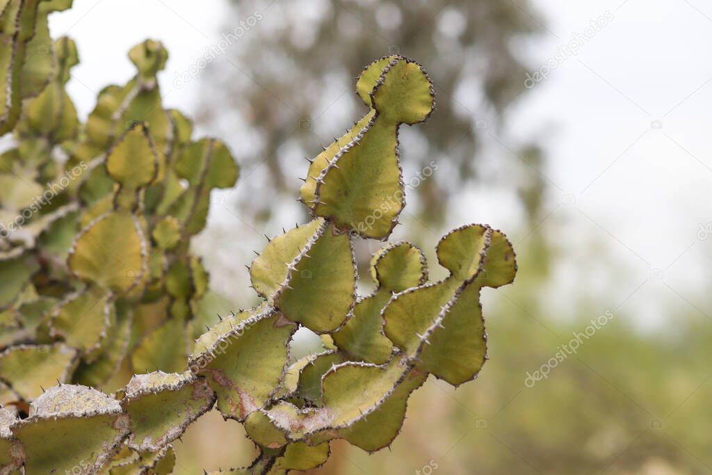Candelabra Cactus branches with spade shaped branches