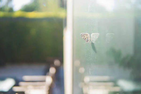 Метелик Натикається Склянку Проти Заходу Сонця — стокове фото