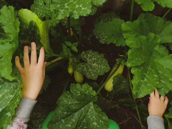 Girl Hands Open Leaves Bush Vegetable Marrow Garden — Stock Photo, Image