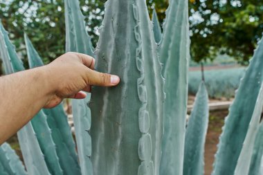 Tekila yapmak için tarlada mavi agave tarlası