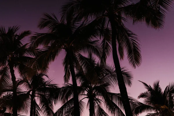 Silueta Palmeras Atardecer Contra Cielo Rosado —  Fotos de Stock