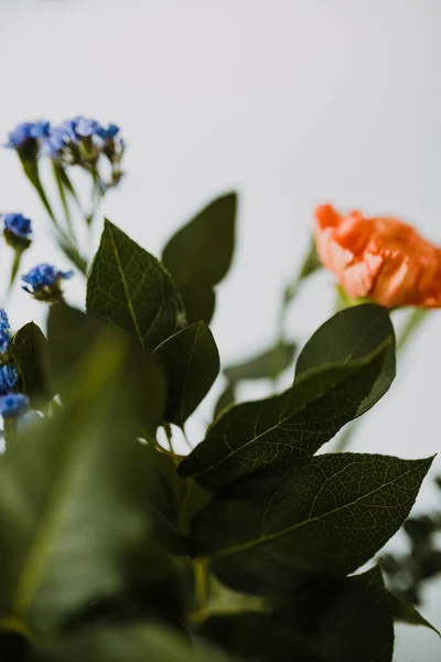 Close Van Verse Bloemen Tegen Een Witte Achtergrond — Stockfoto