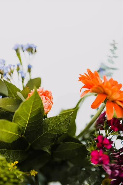 Närbild Rska Blommor Mot Vit Bakgrund — Stockfoto