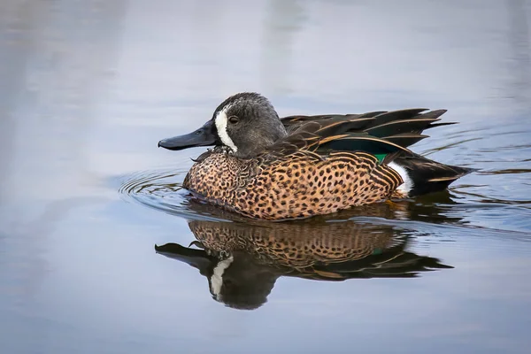 Een Blauwvleugelige Zeemeermin Zwemmen Een Meer — Stockfoto