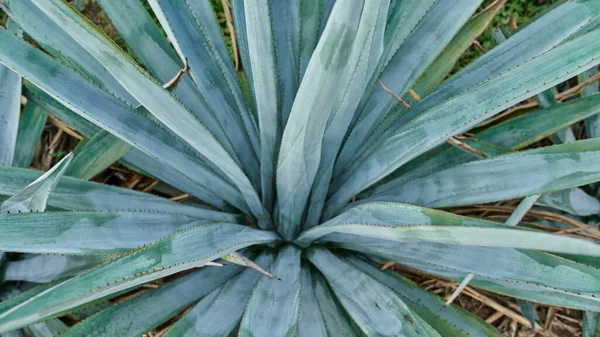 Plantación Agave Azul Campo Para Hacer Tequila — Foto de Stock