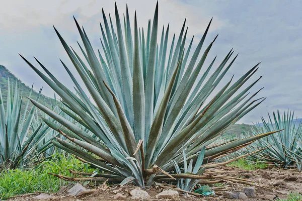 Plantación Agave Azul Campo Para Hacer Tequila —  Fotos de Stock