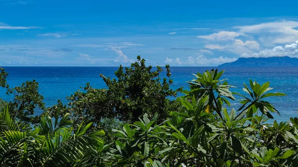 바닷가의 야자나무 지평선 세이셸 — 스톡 사진