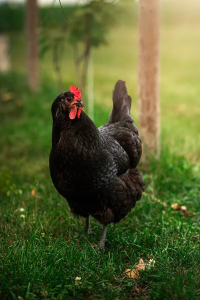 站在草丛中的澳大利亚鸡肉 — 图库照片