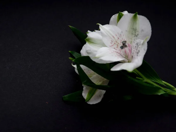 Gran Flor Blanca Sobre Fondo Oscuro —  Fotos de Stock