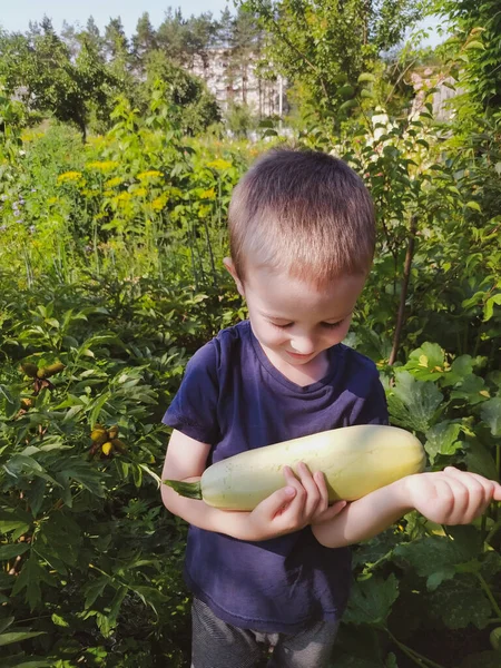 Boy Smiles Looks Fresh Vegetable Marrow Garden — Stock Photo, Image