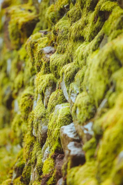 Gros Plan Mousse Vert Vif Recouvrant Des Rochers Sur Mur — Photo