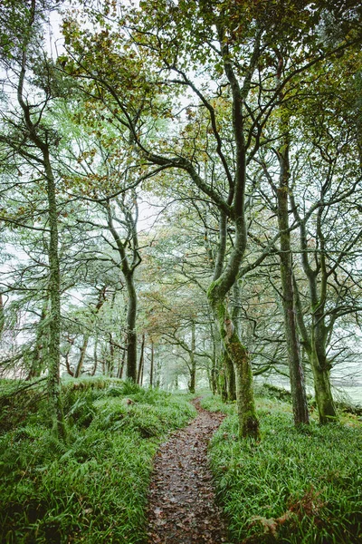 Sentier Entouré Arbres Couverts Mousse Traversant Forêt — Photo