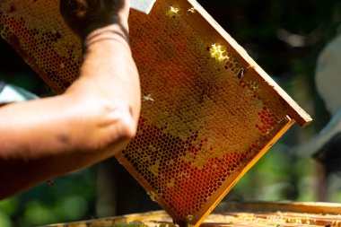 Arıcılar bir arı kovanından bal peteğiyle bir çerçeve çıkarıyorlar.