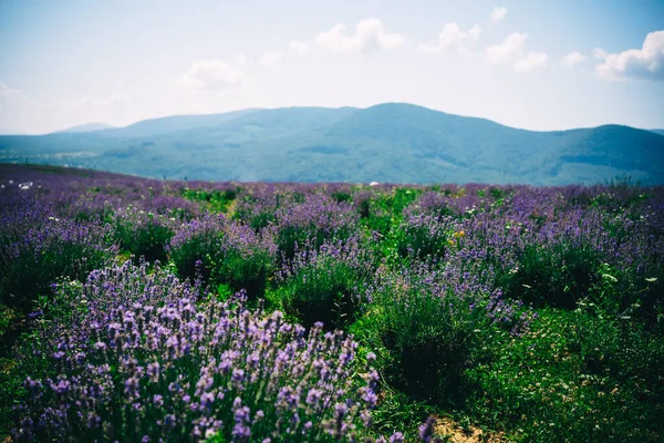 Longas Fileiras Lavanda Florescente Campo — Fotografia de Stock