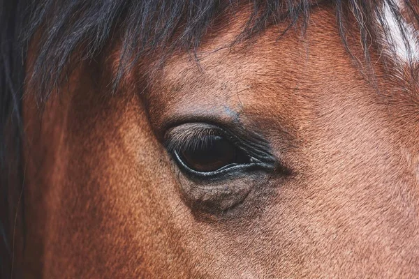 牧草地に美しい茶色の馬の肖像画 — ストック写真