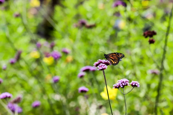 Una Mariposa Monarca Sobre Una Verbena Púrpura — Foto de Stock