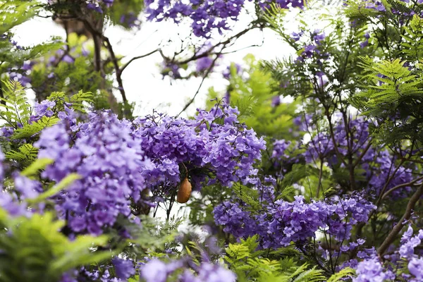 Jacaranda flowers with leaves and seed pods