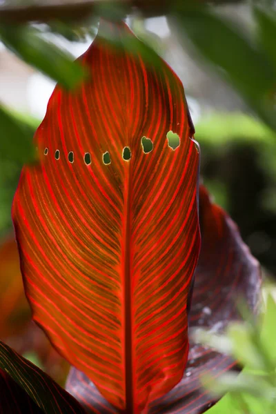 Indian Shot Leaf Holes — Stock Photo, Image