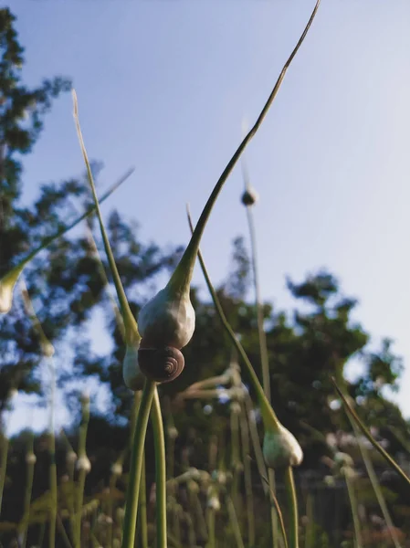 Escargot Sur Une Inflorescence Ail Dans Jardin Matin Gros Plan — Photo