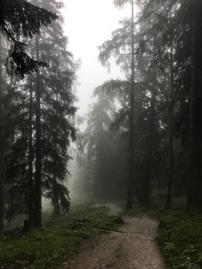 Sisli ve sisli orman ağaçları