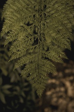 Bahçeden güzel bitkiler