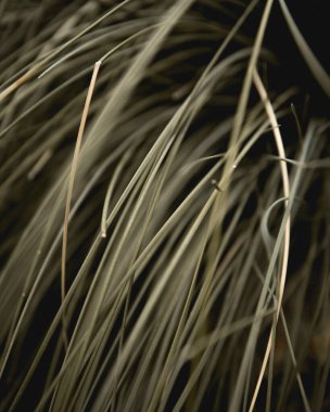 Bahçeden güzel bitkiler