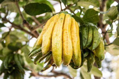 Buddha 'nın El Citrus' u Ağaçtan sarkan