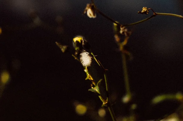 Самотня Маленька Кульбаба Темним Тлом — стокове фото