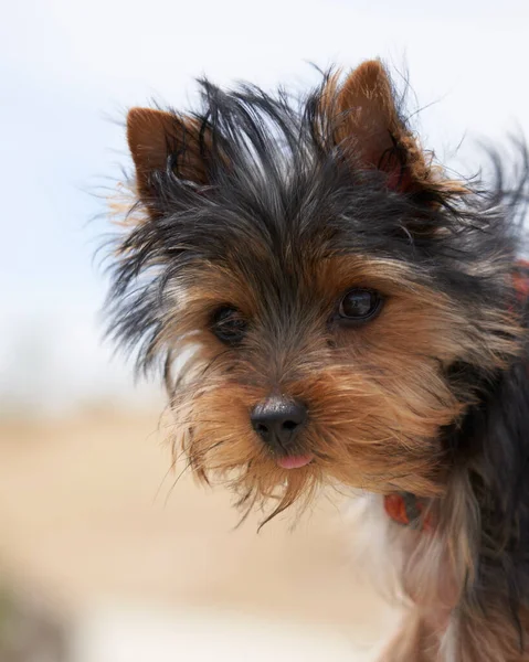 Yorkshire Terrier玩具特写特写 — 图库照片