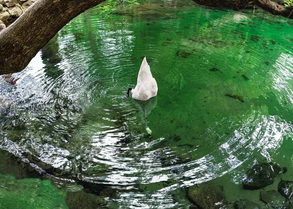 Der Schwan Tauchte Ins Klare Wasser Niedliche Pose Eines Schwans — Stockfoto
