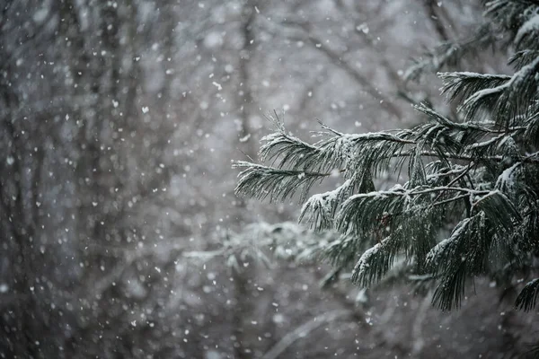 Rama Árbol Aire Libre Tormenta Nieve Carolina Del Norte — Foto de Stock