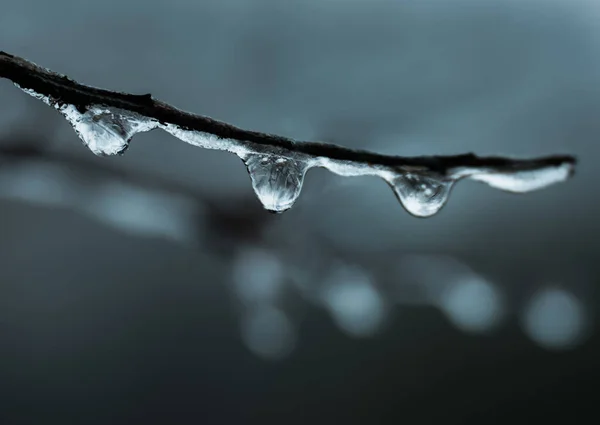 Ramita Con Gotas Lluvia Hielo Con Fondo Malhumorado —  Fotos de Stock