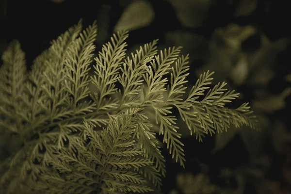 Hermosas Plantas Del Jardín — Foto de Stock