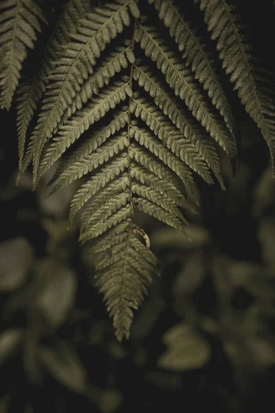 Растения Сада — стоковое фото