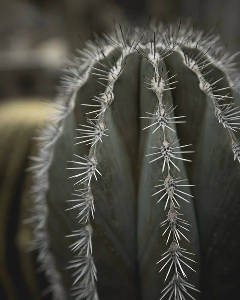 庭からの美しい植物 — ストック写真