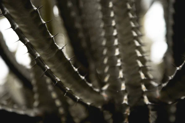 Plantas Bonitas Jardim — Fotografia de Stock