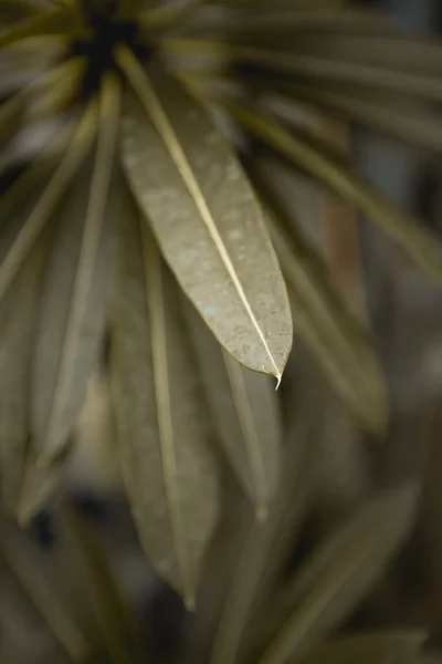 Plantas Bonitas Jardim — Fotografia de Stock