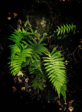 Hawaii 'nin büyük adasının güzel manzarası