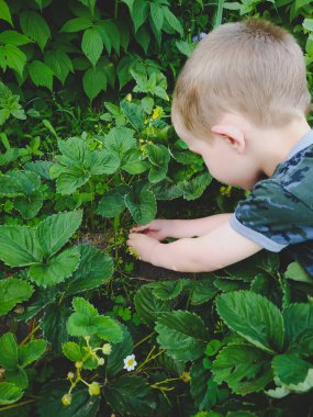 Küçük çocuk çiftlikte çilek topluyor.