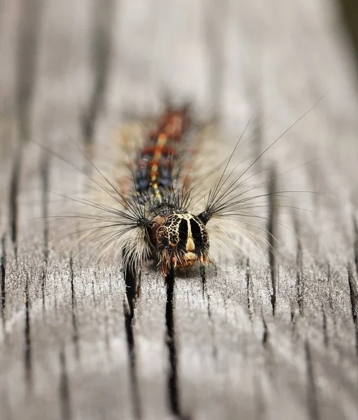 Primer Plano Polilla Gitana Oruga Arrastrándose Sobre Madera — Foto de Stock