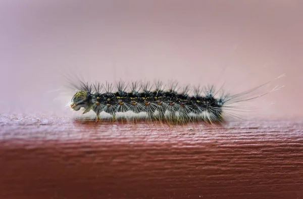 Primer Plano Polilla Gitana Oruga Arrastrándose Sobre Madera — Foto de Stock