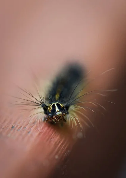 Primer Plano Polilla Gitana Oruga Arrastrándose Sobre Madera Naranja — Foto de Stock