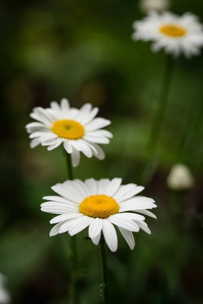 Primo Piano Fiori Margherita Bianchi Gialli Che Crescono Campo — Foto Stock